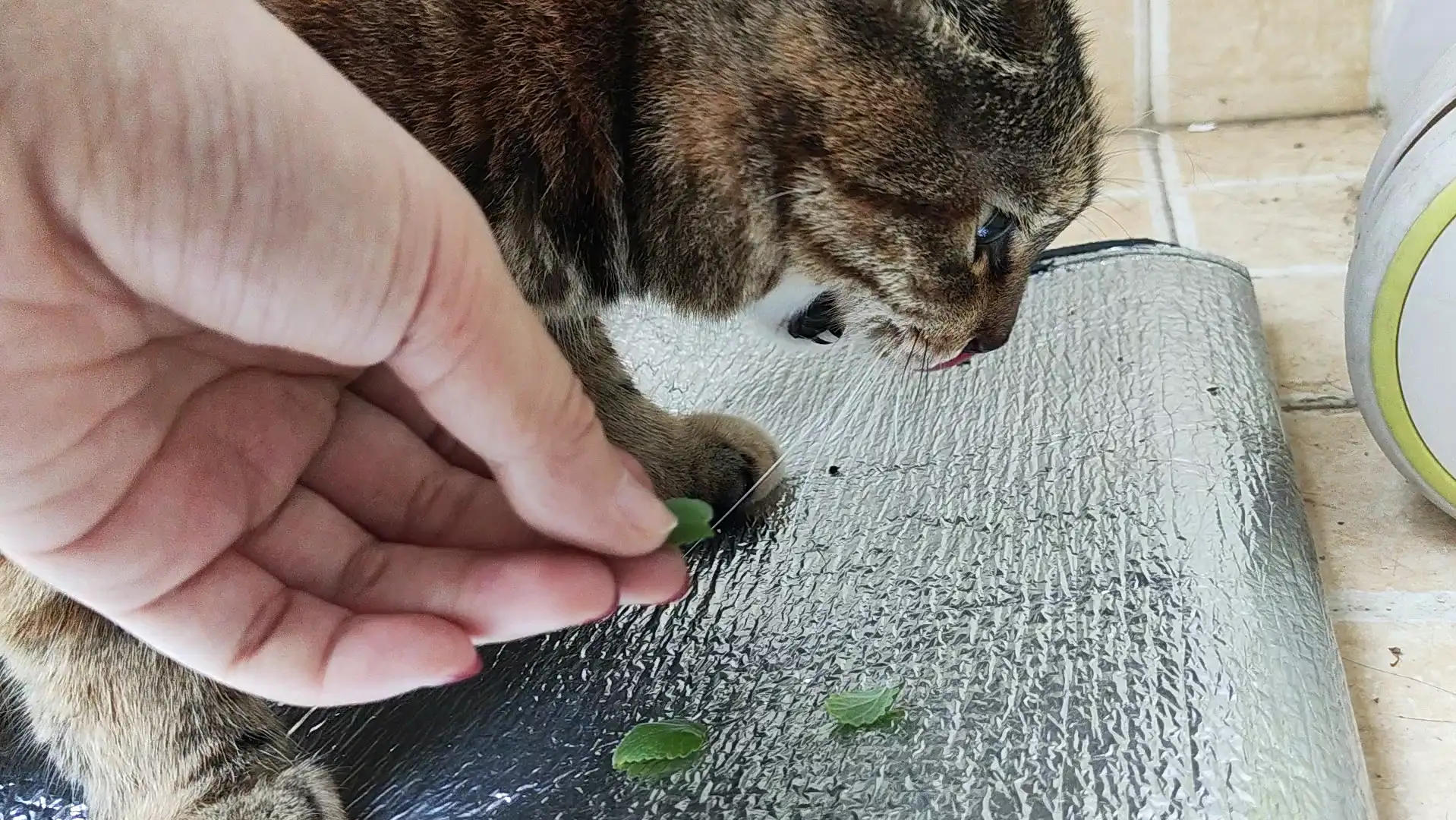 猫闻了猫薄荷(猫闻了猫薄荷打喷嚏)