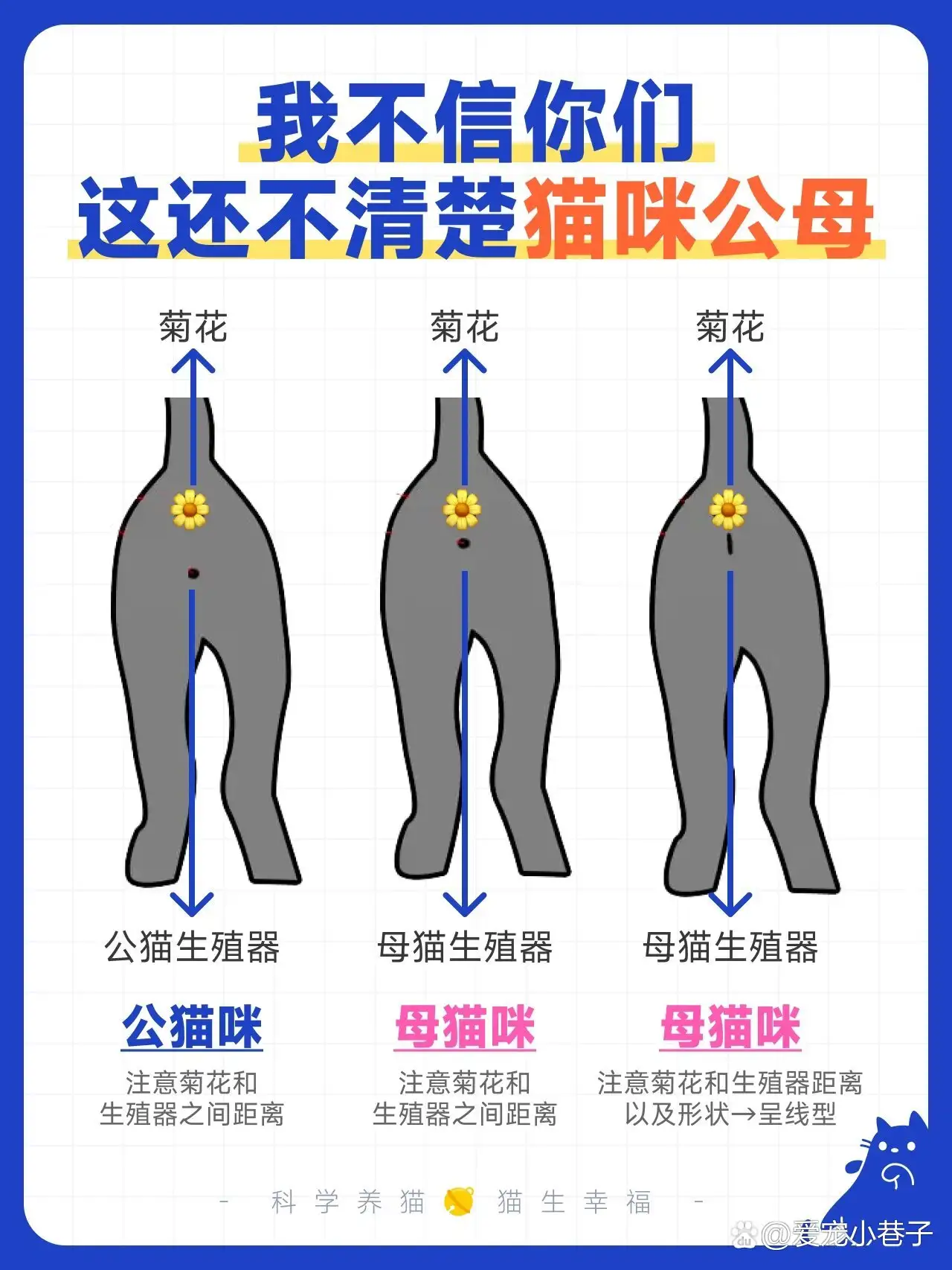 怎样判断一个多月的小猫是公猫还是母猫(怎样判断一个多月的小猫是公猫还是母猫咪)