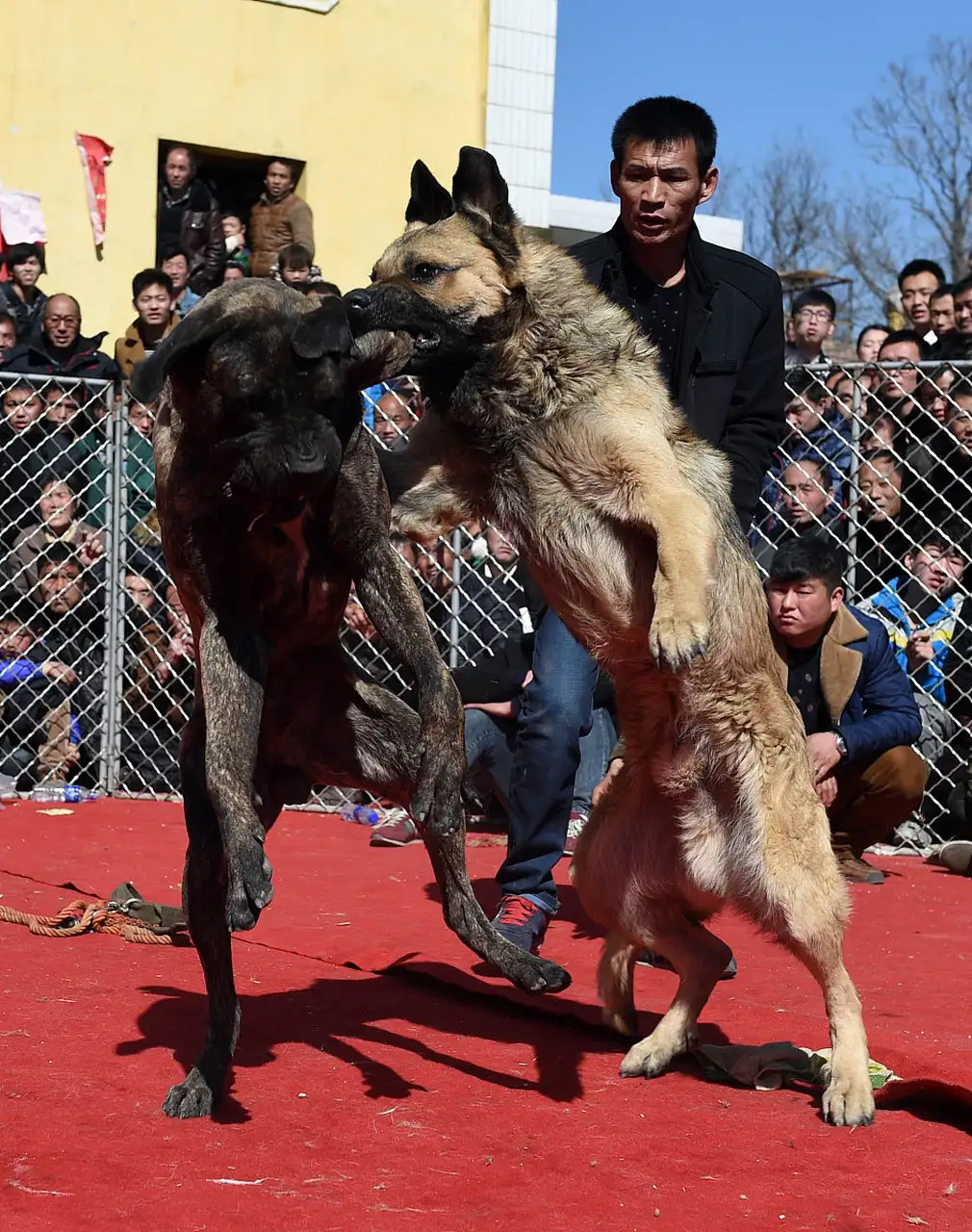 藏獒比特犬(藏獒比特犬打斗视频)