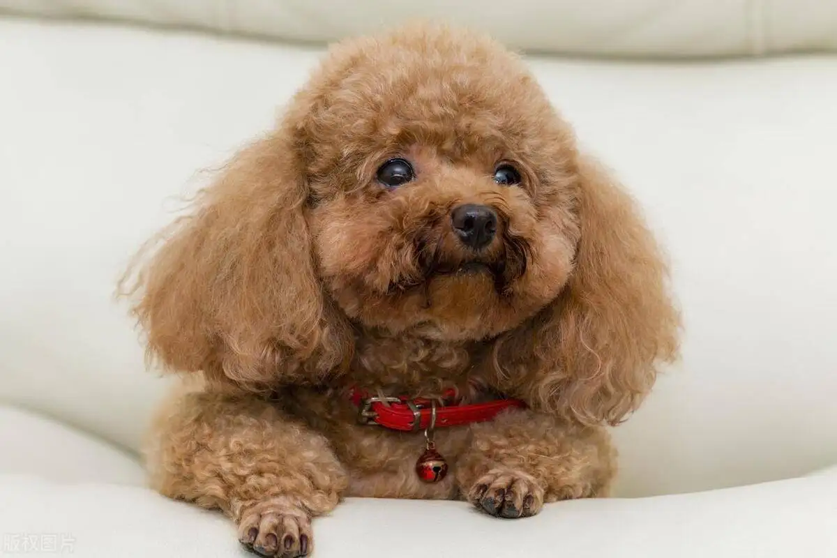 萨摩耶犬棕色多少钱(萨摩耶犬棕色多少钱一只幼犬)