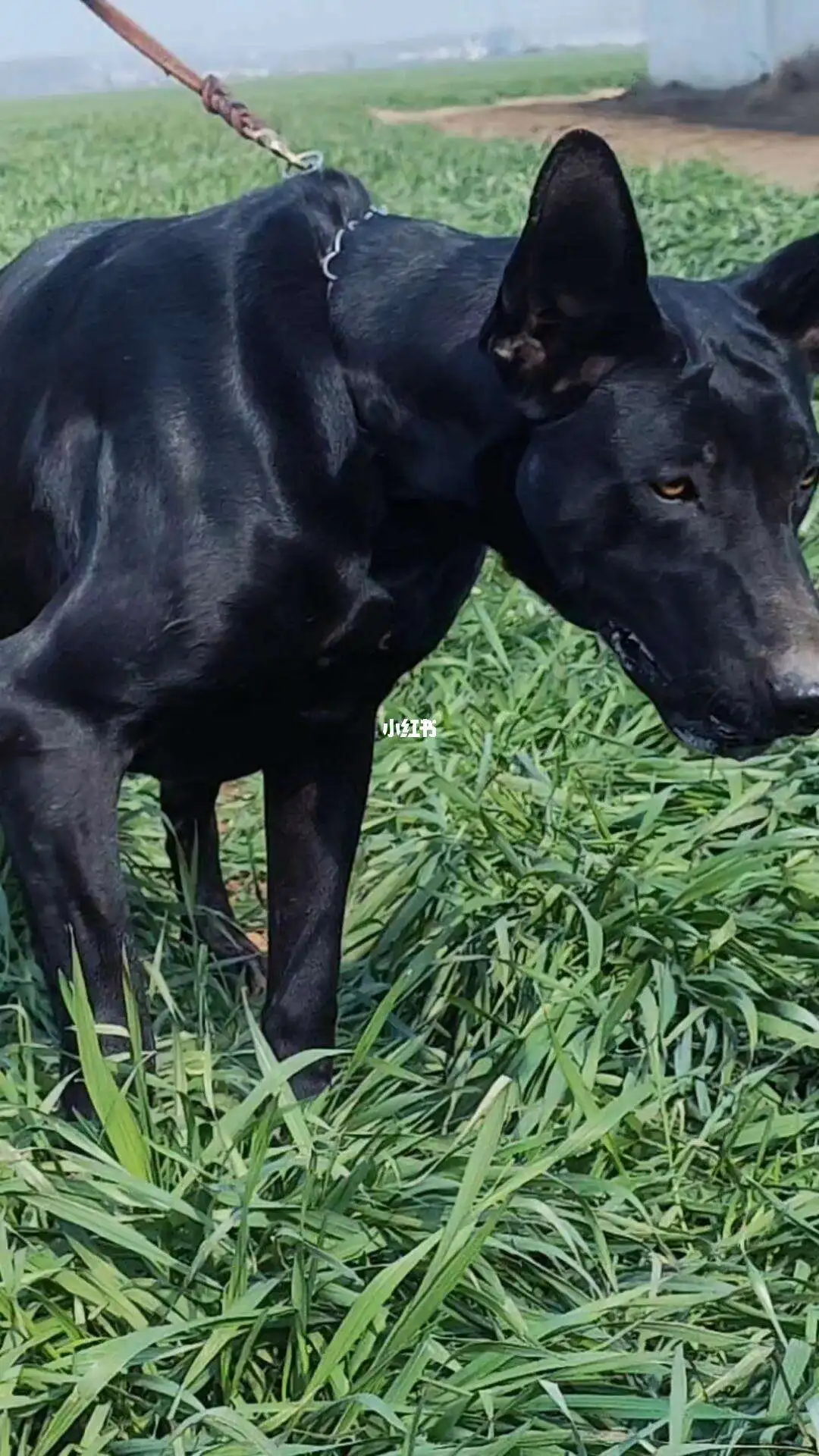 黑狼犬小狗多少钱(黑狼小狗多少钱一只)