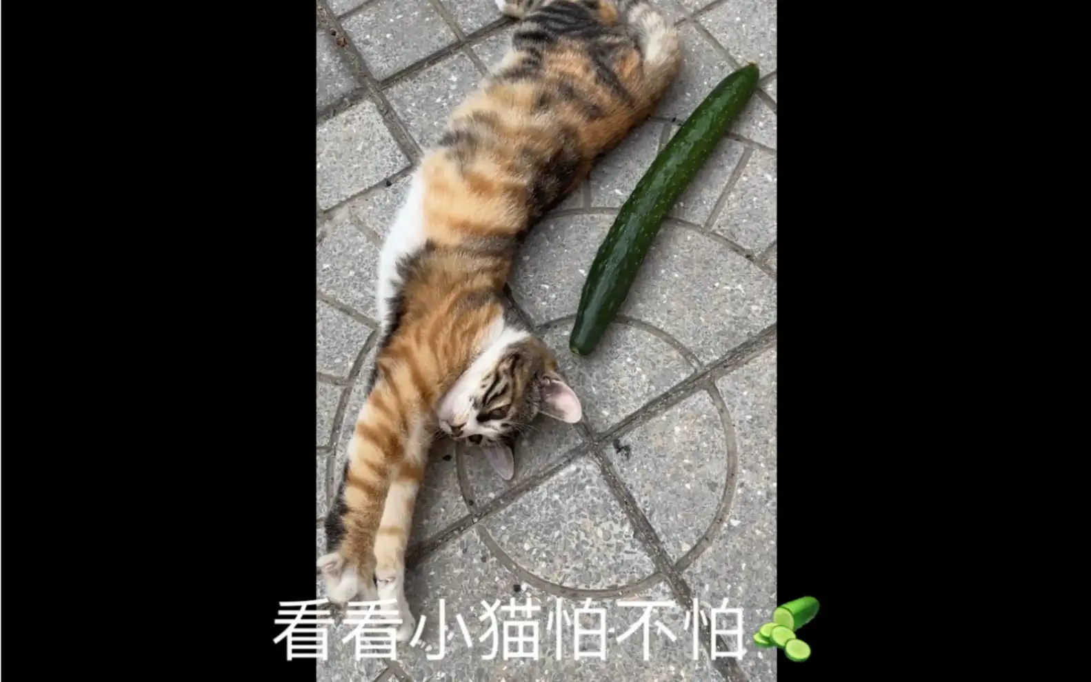 猫咪怕不怕黄瓜(猫咪怕不怕黄瓜呢)