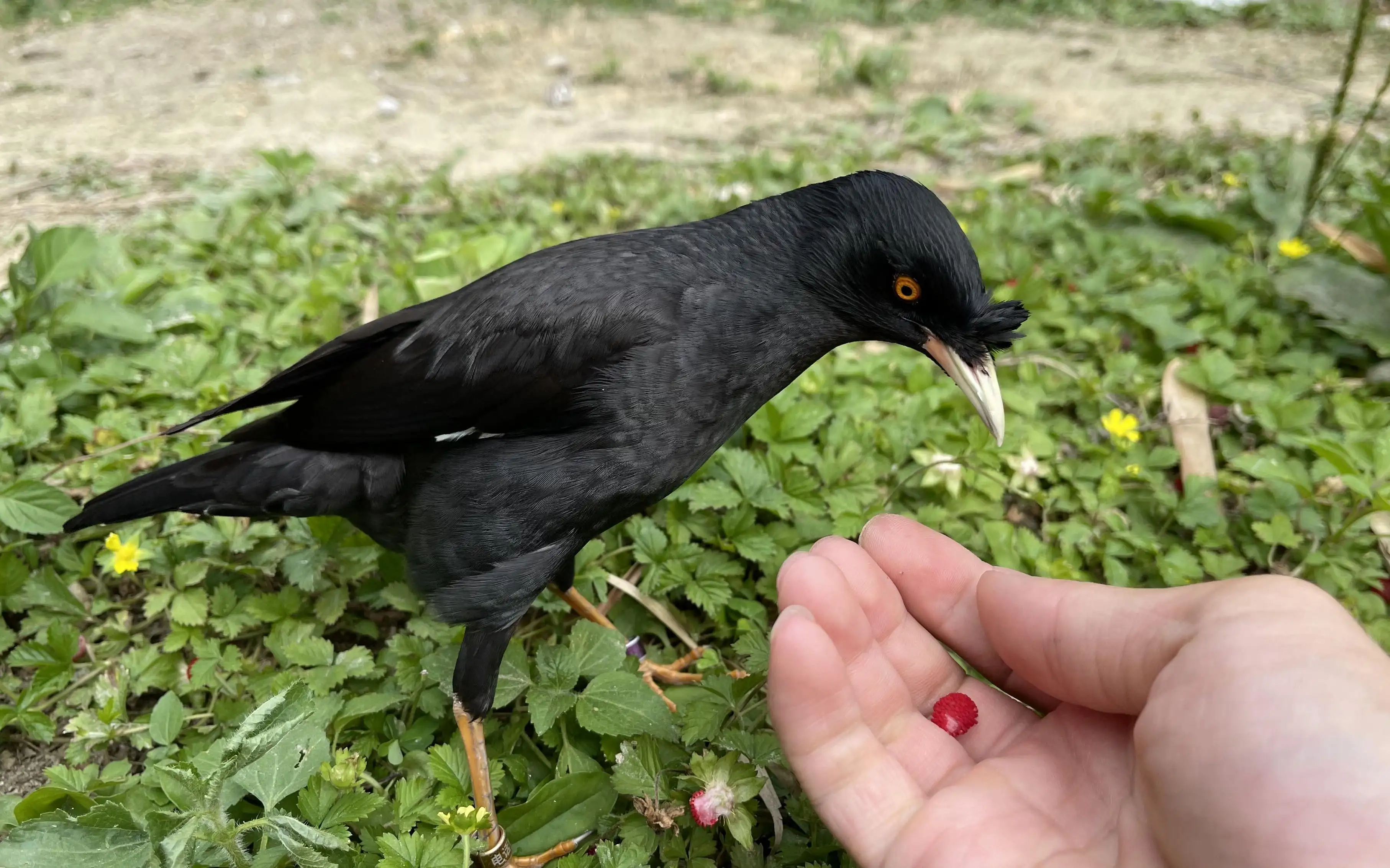 成年八哥吃什么食物(成年八哥一天喂几次和食量)