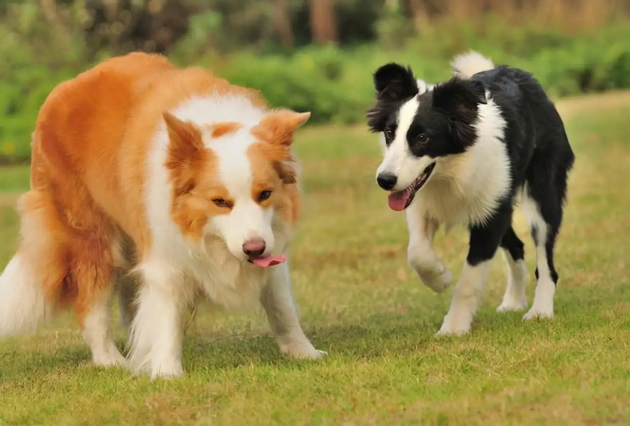 边境牧羊犬大约多少钱(边境牧羊犬大约多少钱一条)