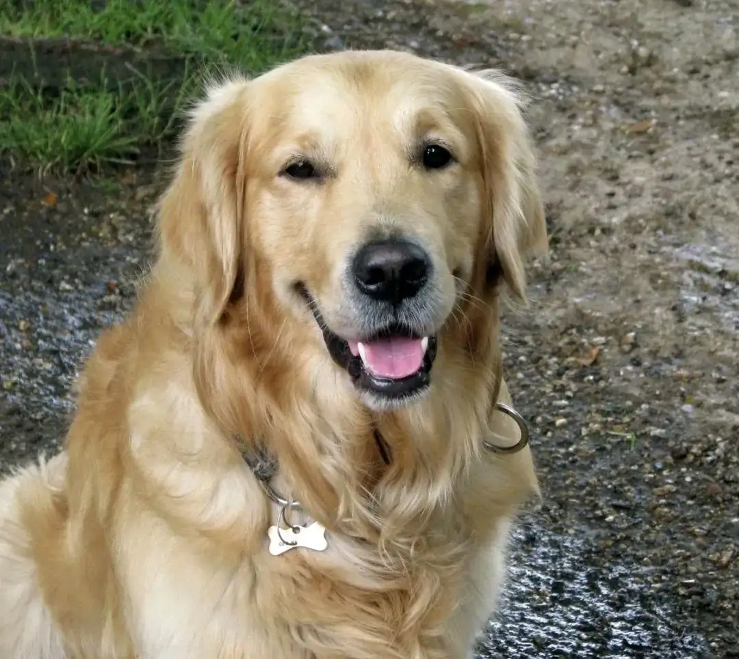 萨摩耶犬棕色多少钱(萨摩耶犬棕色多少钱一只幼犬)