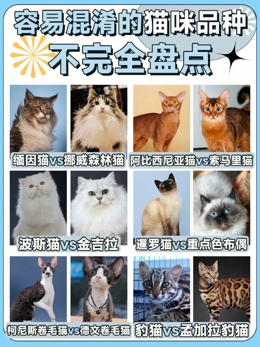 猫的寿命和狗的寿命(猫的寿命和狗的寿命哪个更长)