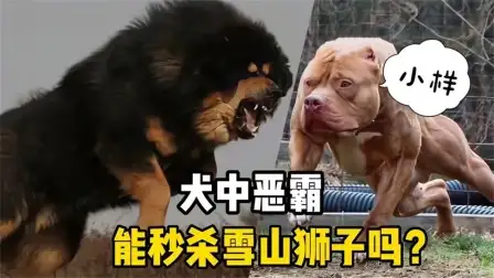 藏獒比特犬(藏獒比特犬打斗视频)