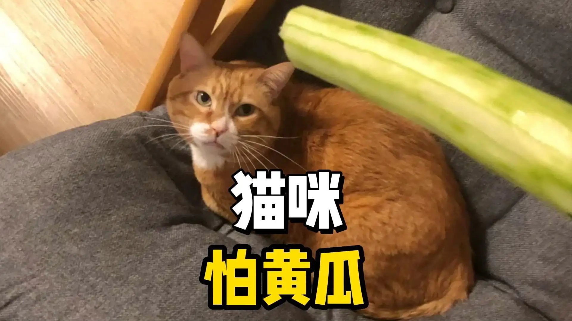 猫咪害怕黄瓜是真的吗(为什么猫咪怕黄瓜?看完我笑喷了)