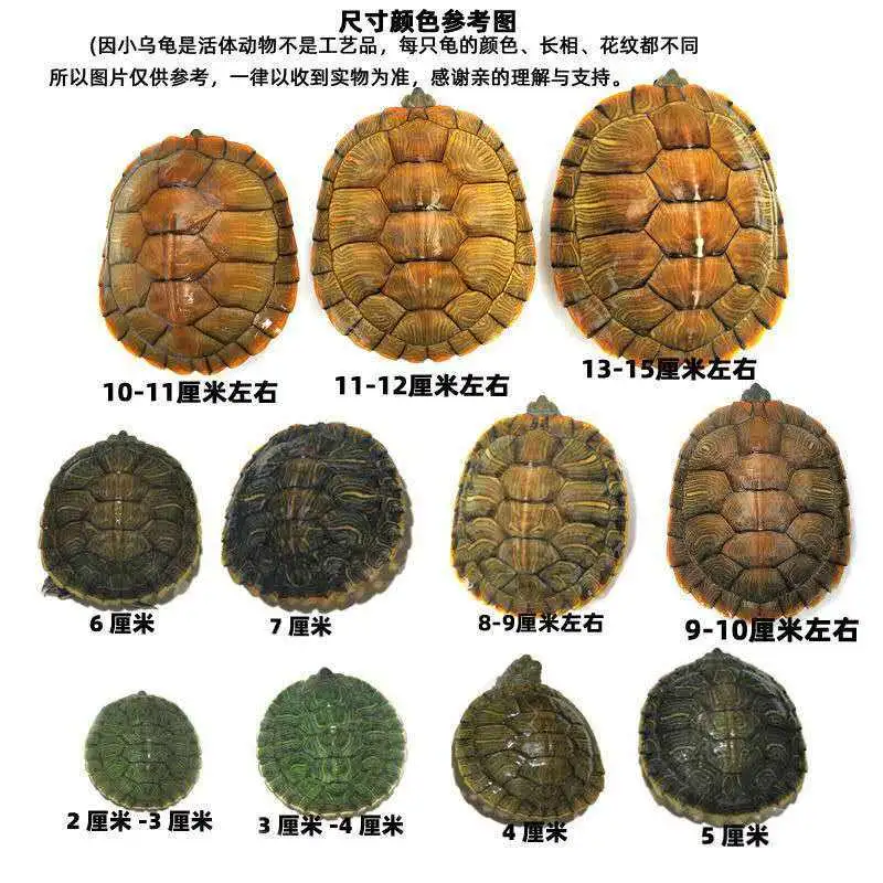 巴西龟5到6厘米之间几岁了(巴西龟5到6厘米之间几岁了呢)