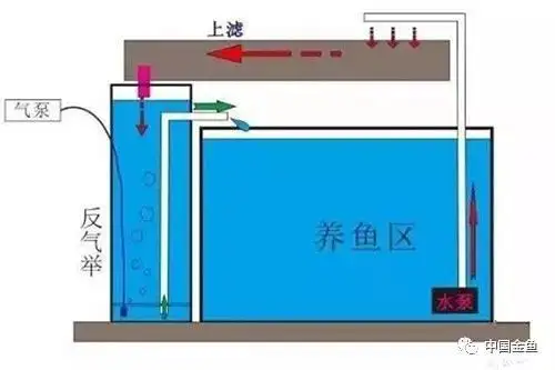 如何饲养金鱼(如何饲养金鱼幼苗)