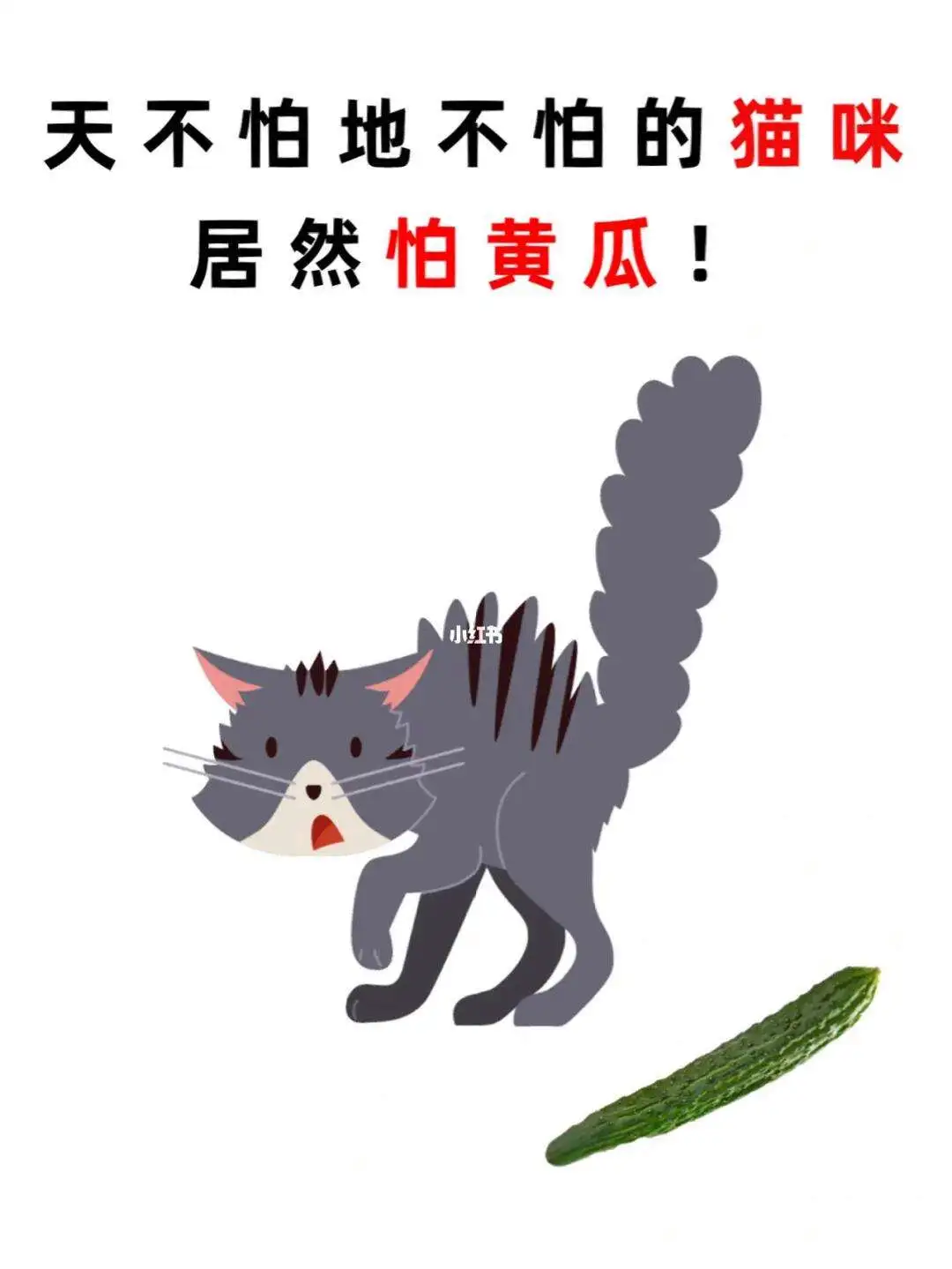 猫害不害怕黄瓜(猫咪是不是怕黄瓜)