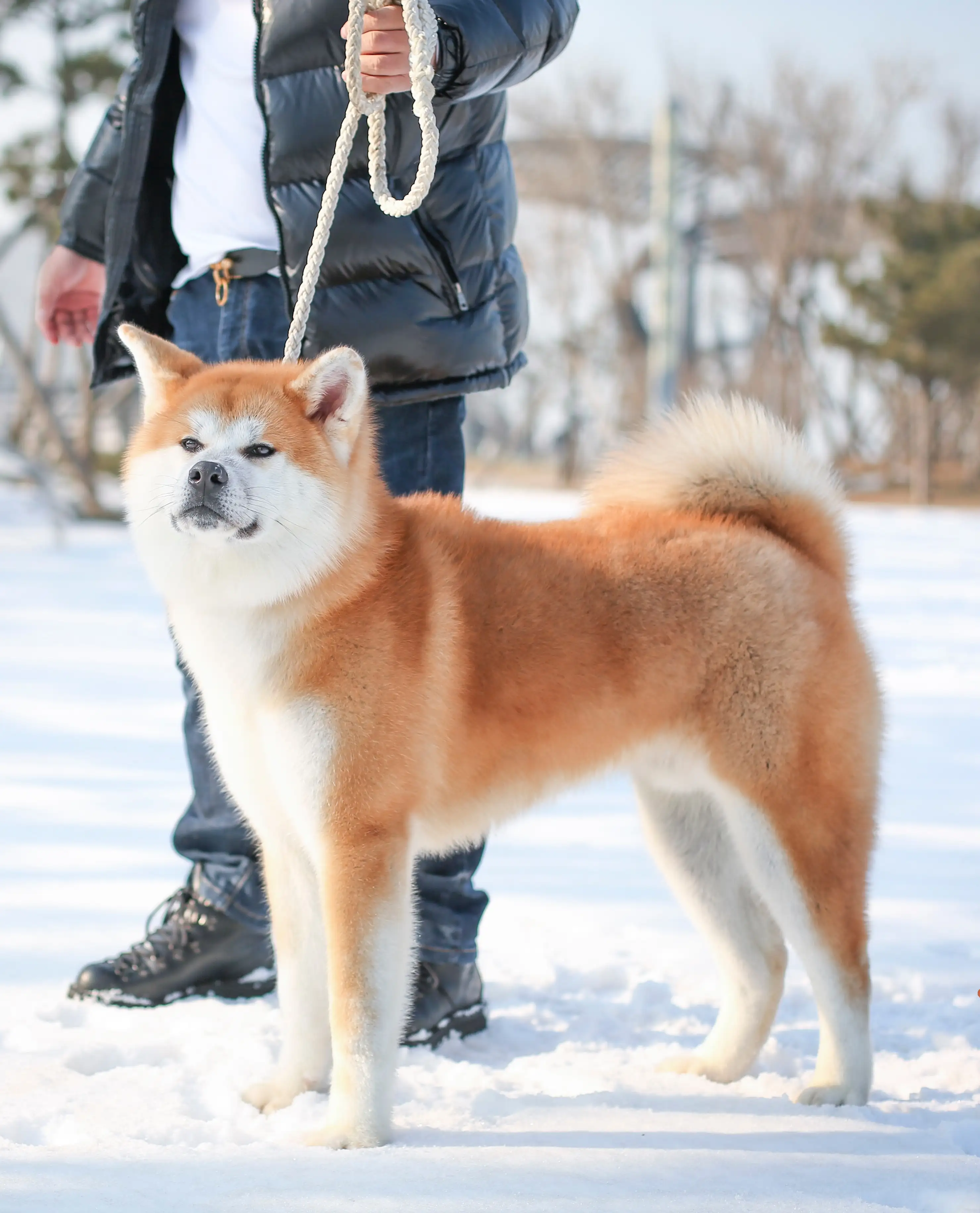 秋田犬吧(秋田犬厉害不)