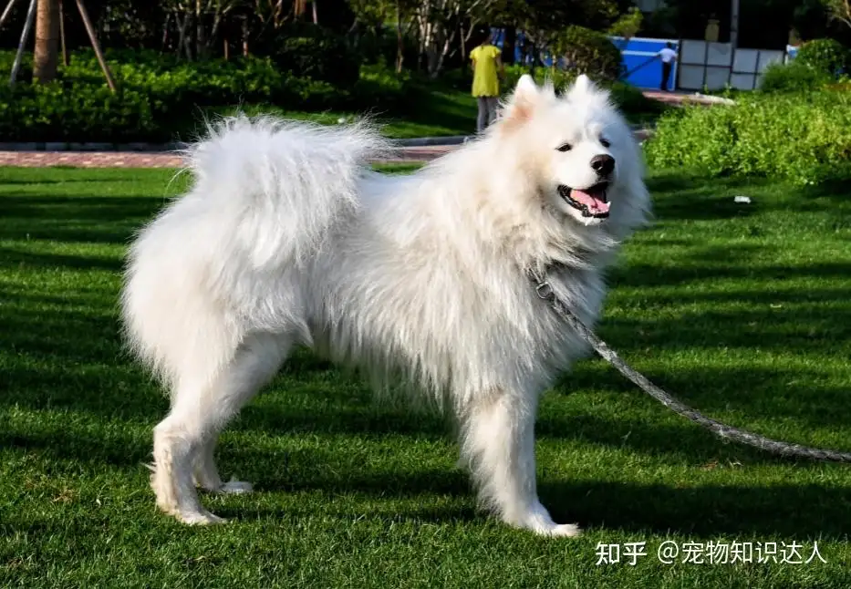 萨摩耶犬的习性(萨摩耶犬的优缺点有哪些)