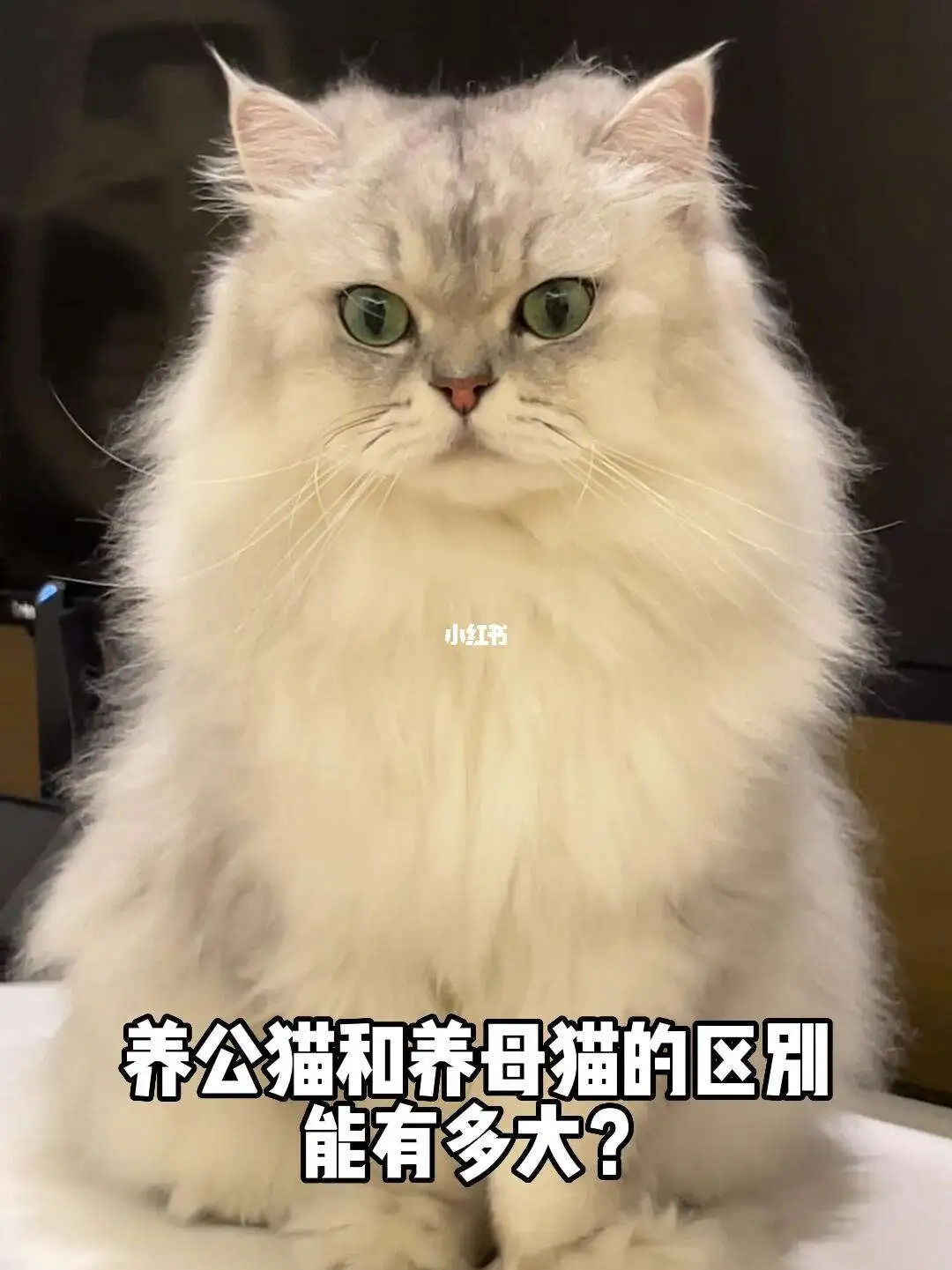 母猫温顺还是公猫(母猫温顺还是公猫温顺)