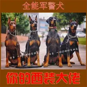 正宗杜宾犬多少钱一只(正宗杜宾犬多少钱一只啊)