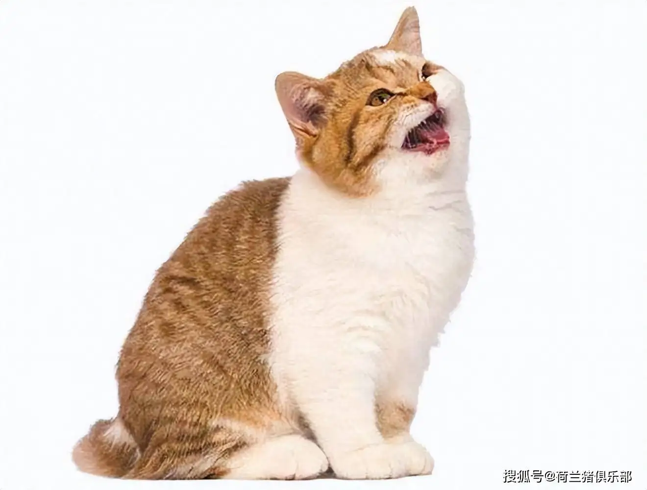 猫几个月发情啊(猫几个月发情啊图片)