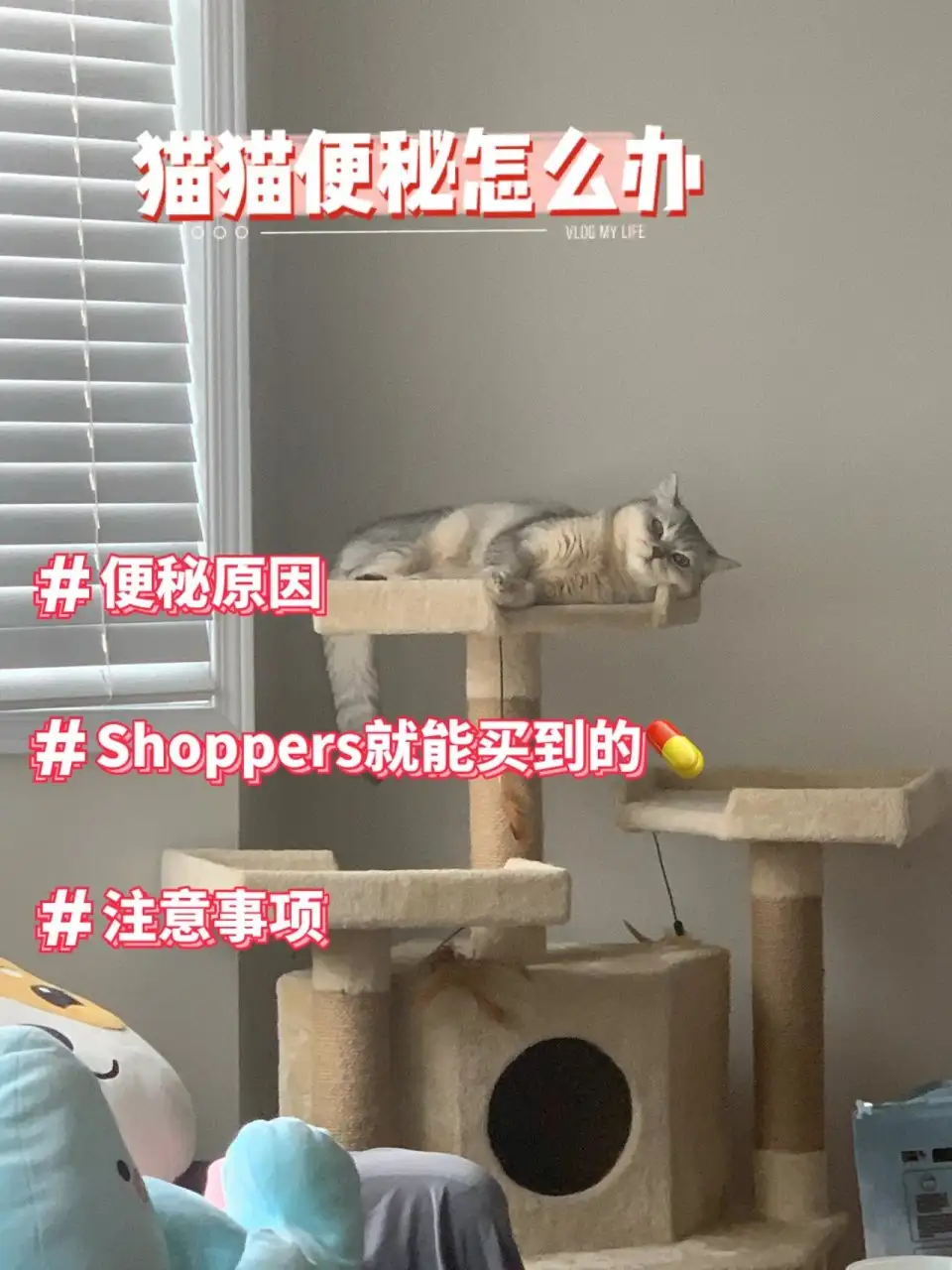 猫咪便秘应该怎么办(猫咪便秘怎么办教你一招解决)