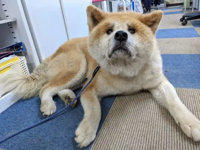 秋田犬吧(秋田犬厉害不)