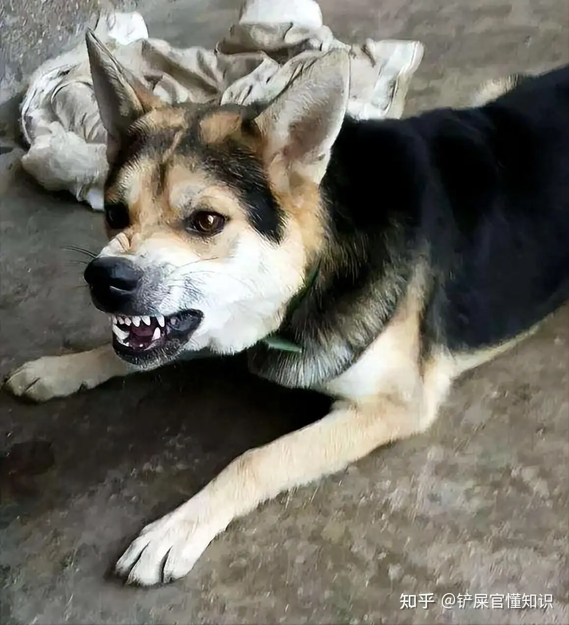 十个不养中华田园犬的理由(十个不养中华田园犬的理由是什么)