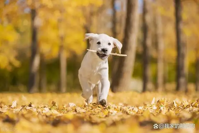 适合人养的宠物(适合人养的宠物有哪些)