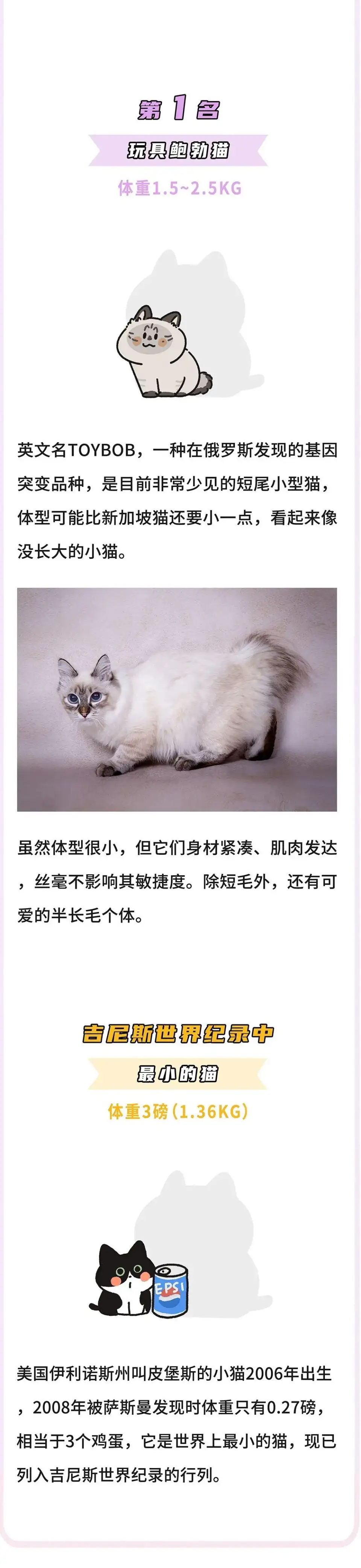 猫品种排行(猫品种排行分类)