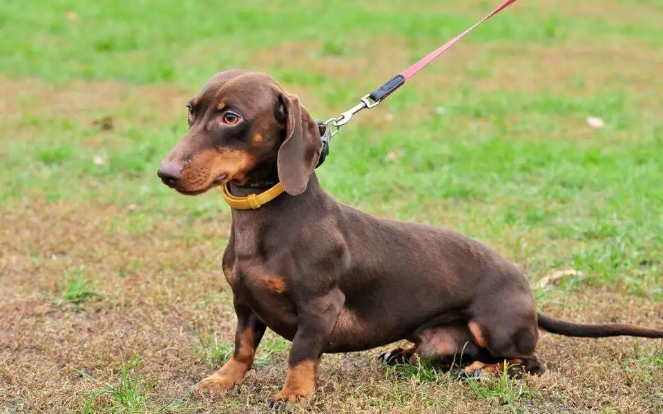 中型犬的品种(中型犬品种大全家养)