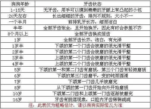 狗狗七岁相当于人几岁(狗狗7岁相当于人的几岁)