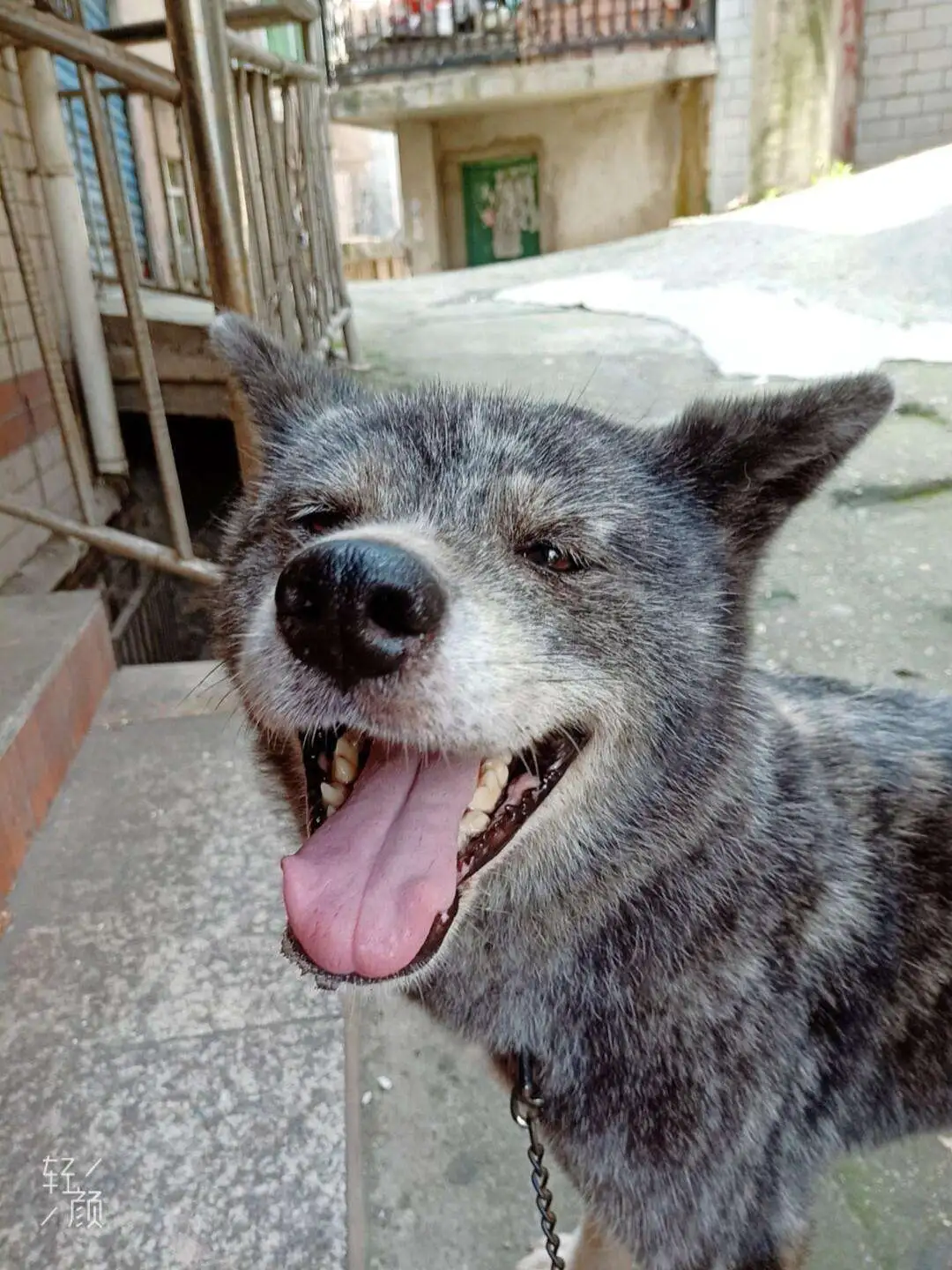 虎斑秋田犬(虎斑秋田犬多少钱一只)