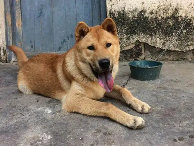 中华田园犬前三名(中华田园犬六大品种)