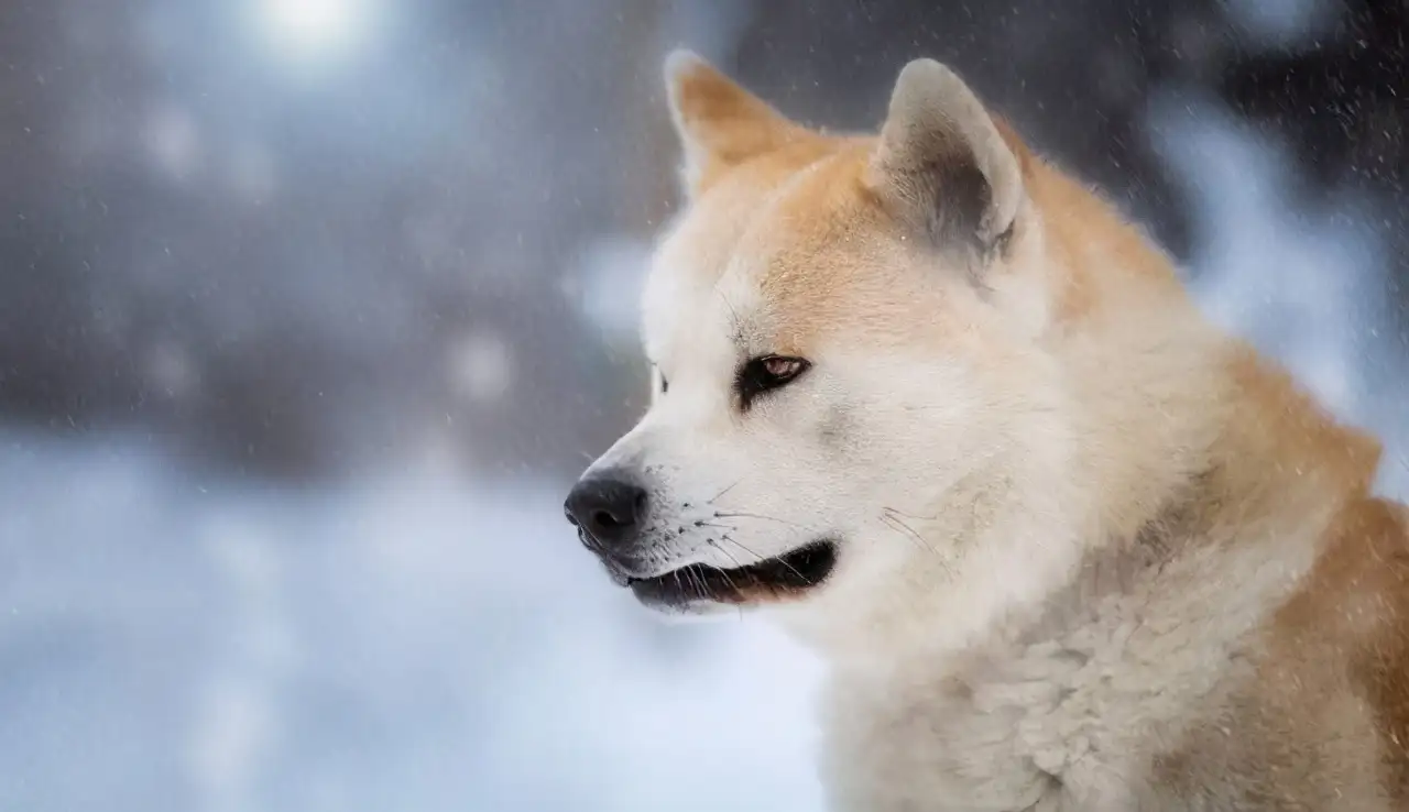 日本犬秋田犬(秋田犬日本土狗)