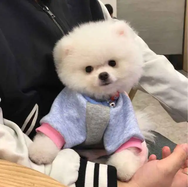 家里养的小型犬(家里养的小型犬都有啥)