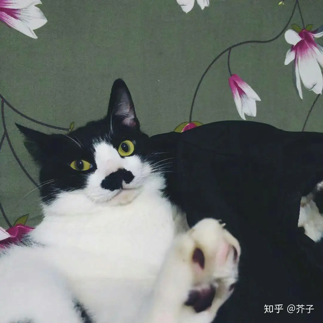 猫咪怎么叫猫(猫咪怎么叫猫咪才会叫)