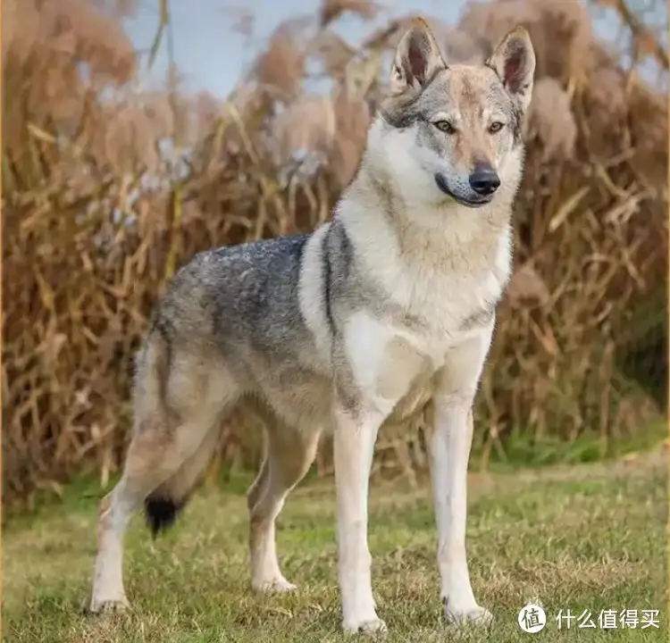 小型宠物狗的品种有哪些(小型宠物犬推荐聚焦六大热门小型宠物犬狗狗品种)