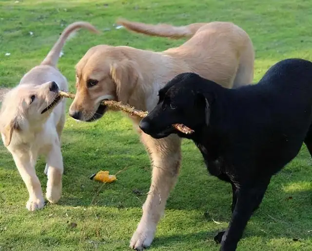 金毛是拉布拉多犬种吗(金毛和拉布拉多属于中型犬还是大型犬)