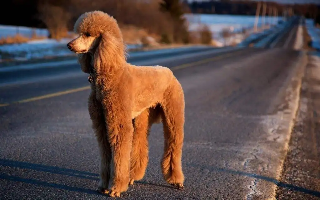 有什么犬(有什么犬比昆明犬可以配)