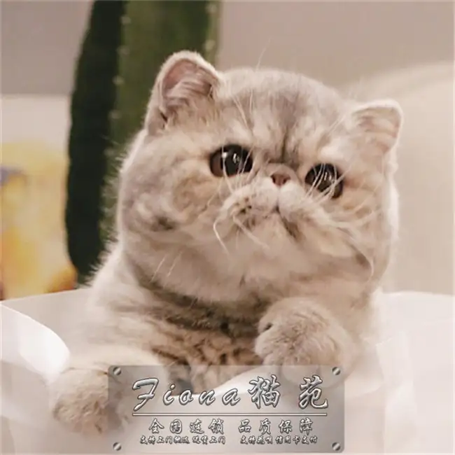 黑白加菲猫价钱(黑白相间加菲猫多少钱)