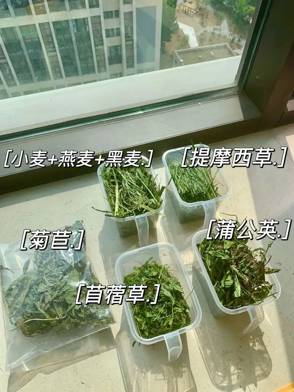 兔子吃干草需要喝水吗(兔子吃干草好还是鲜草好)