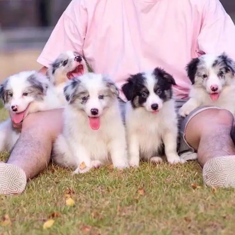 纯种边境牧羊犬价格多少钱一只(边境牧羊犬价格 边境牧羊犬多少钱)