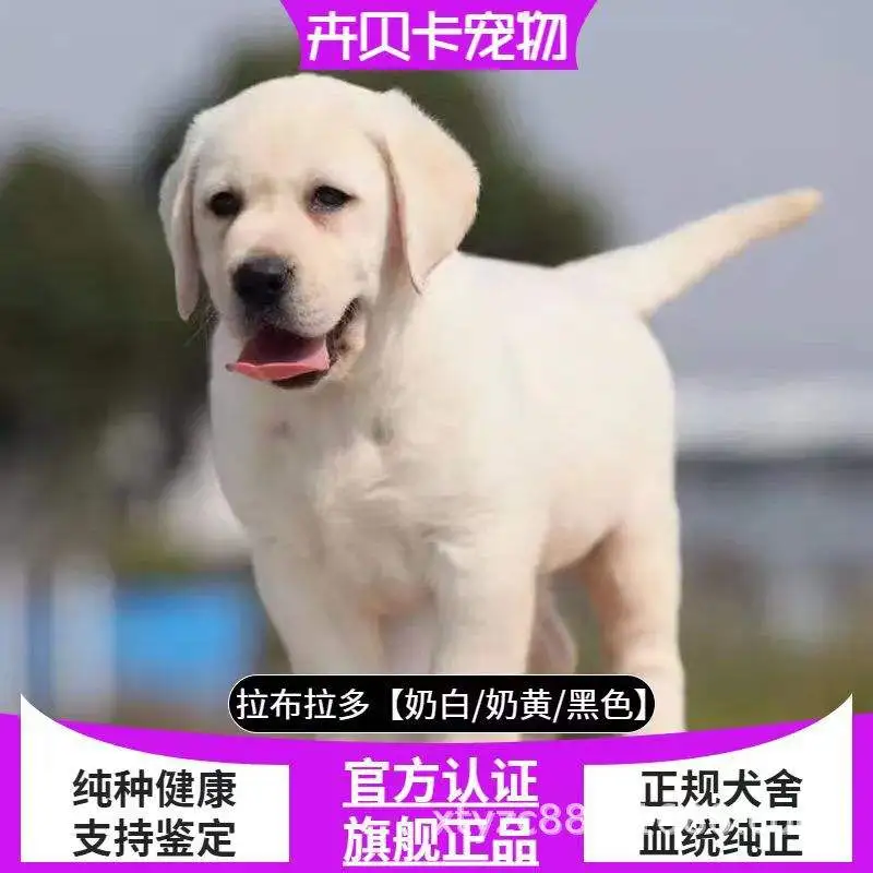 养拉布拉多幼犬的注意事项(养拉布拉多幼犬的注意事项有哪些)