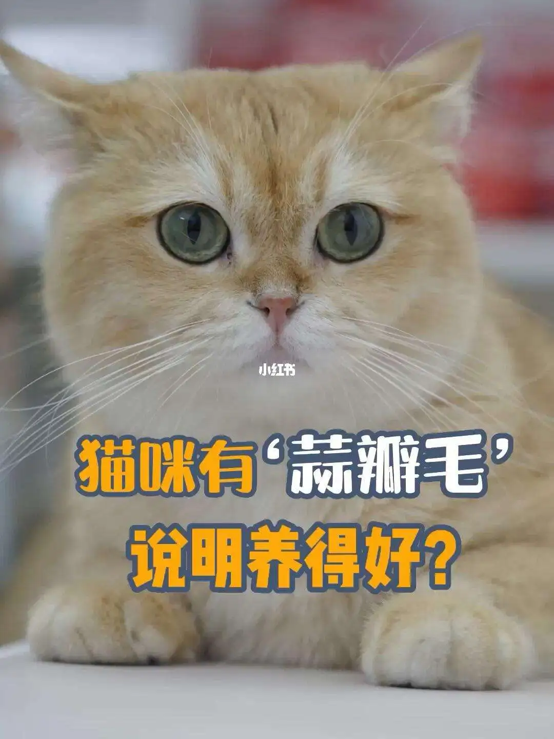 猫来事吗(猫儿来大姨妈吗)