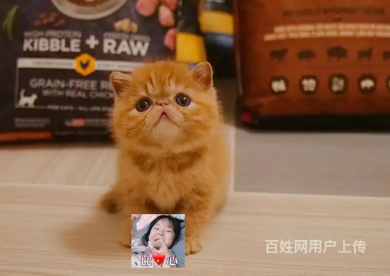 纯种加菲猫价格(纯种加菲猫价格是多少)