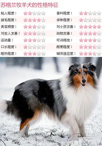 纯种苏格兰牧羊犬价钱(纯种苏格兰牧羊犬价钱表)