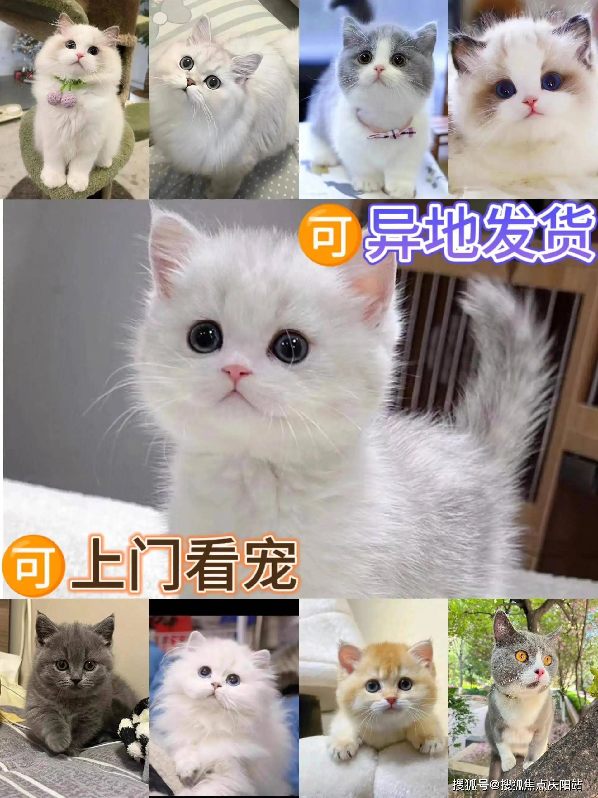 猫咪英短猫(英短猫厉害吗)