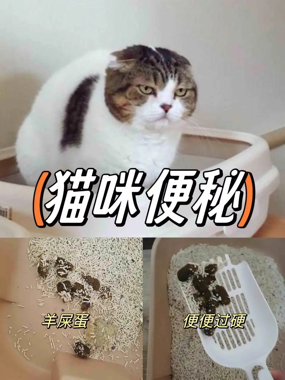 猫便秘怎么解决(猫便秘最快的处理方式)