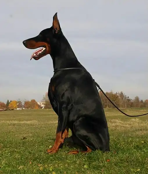 纯种的杜宾犬价格(纯种杜宾犬幼犬专卖)