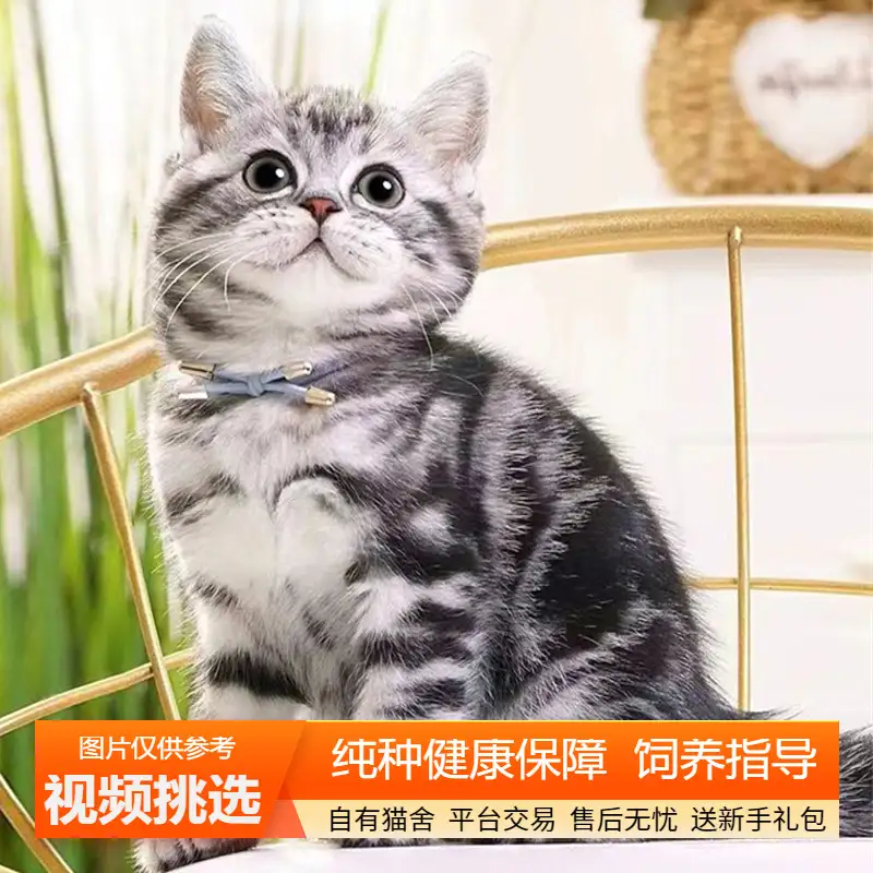 美短猫幼崽多少钱一只(美短猫幼崽多少钱一只图片)