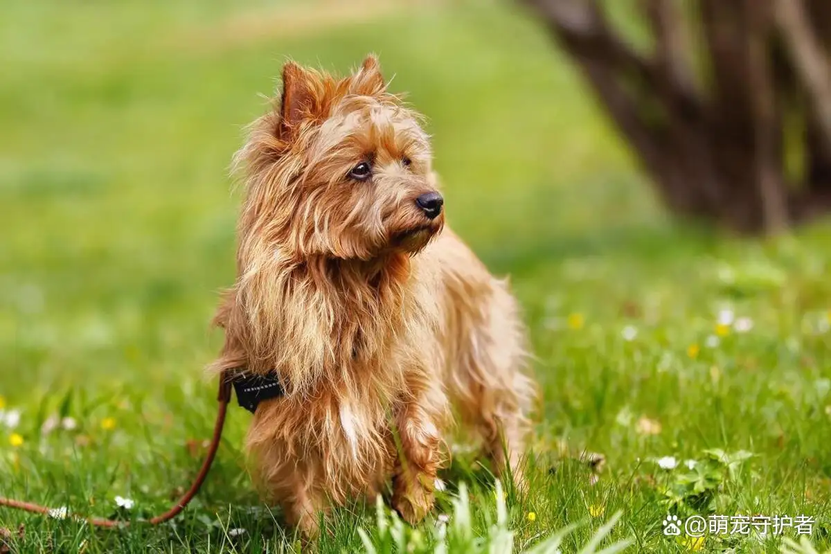 小型犬推荐(小型犬推荐知乎)