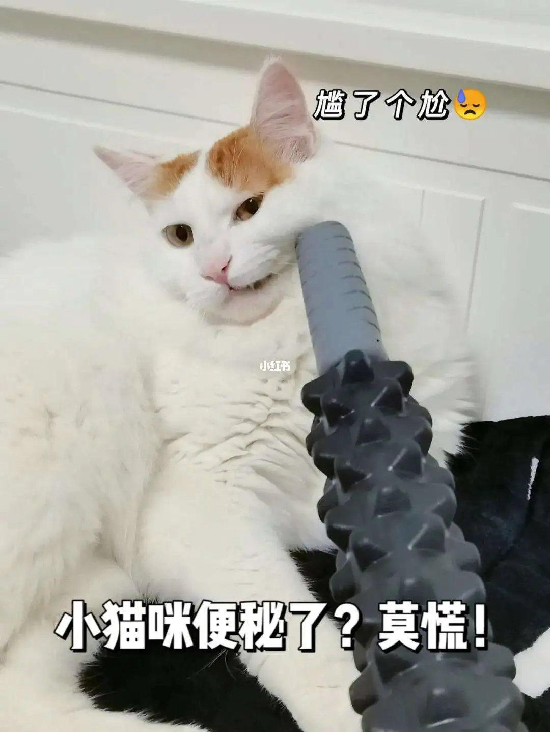 猫严重便秘怎么办(猫咪严重便秘怎么办)