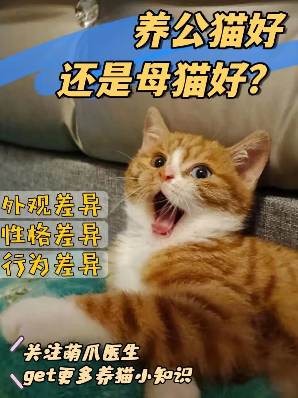 养猫公猫好母猫好(养猫到底公猫好还是母猫好)