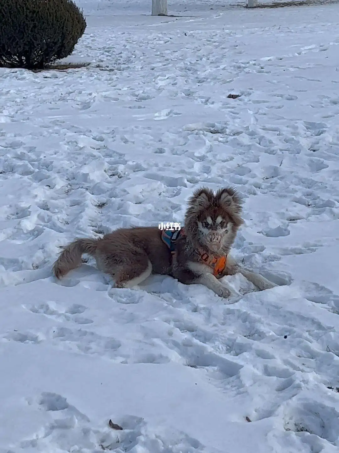 阿拉斯加犬狼版多少钱一只(阿拉斯加犬分狼版和熊版吗?)